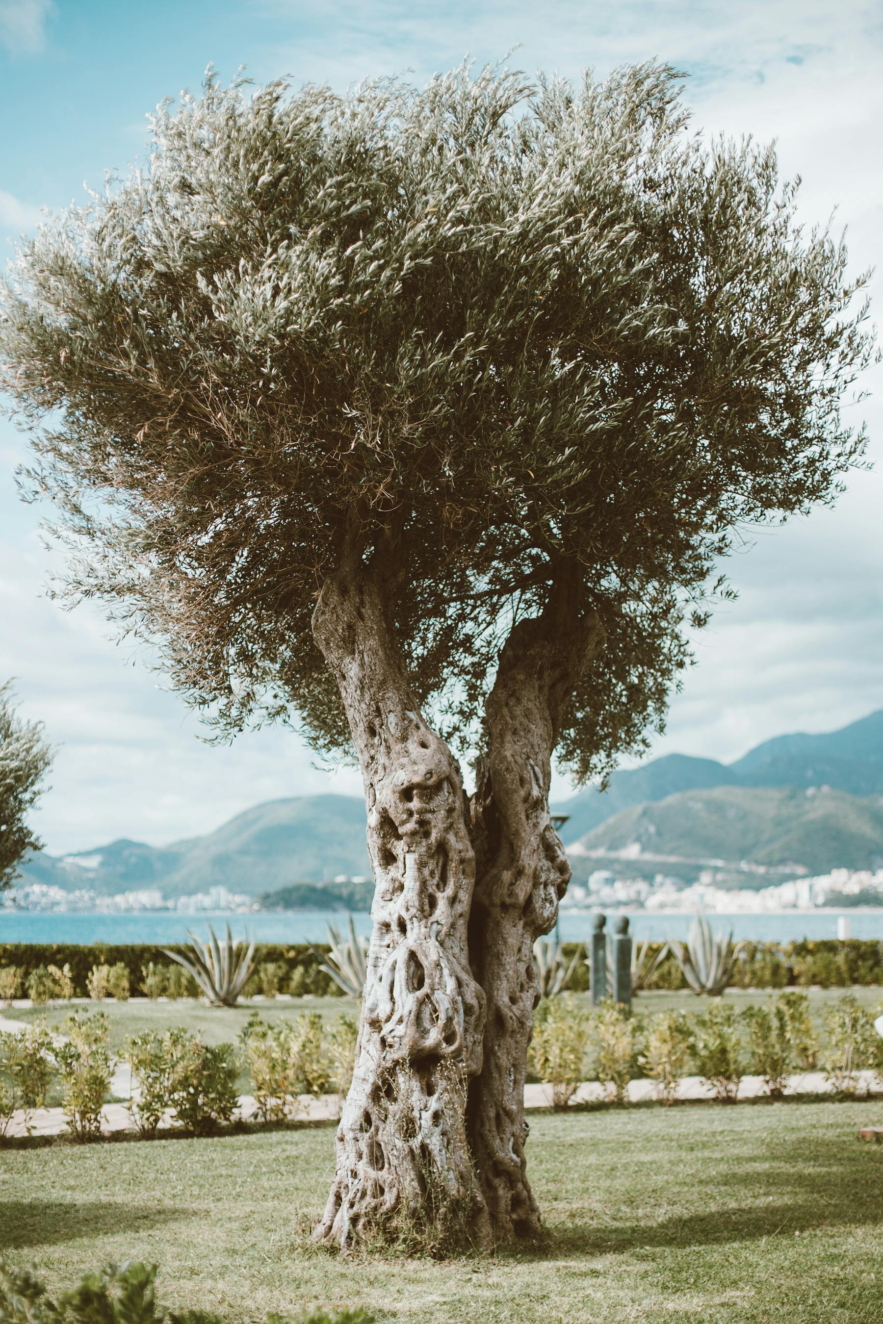 Olivier majestueux dans un jardin méditerranéen — paysagiste à Nice