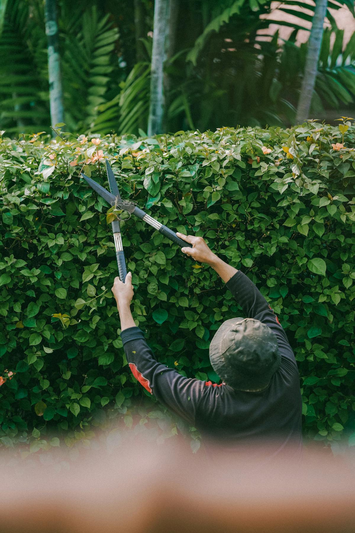Entretien d'espaces verts à Nice — taille et soin du jardin